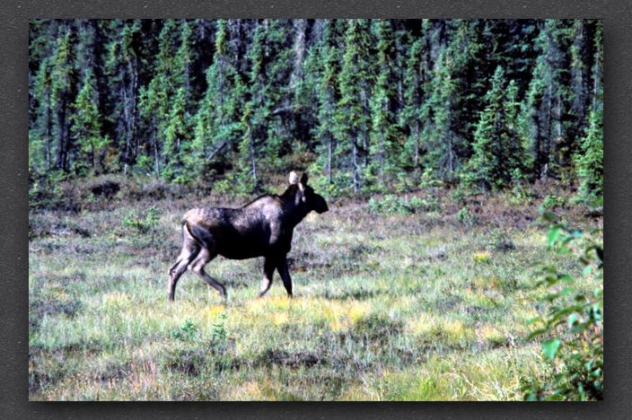 060.moose