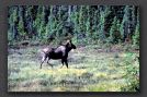 060.moose