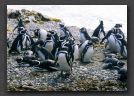 024. Penguins